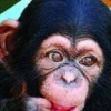 My Pet Chimp (XSX) game cover art
