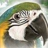 My Pet Parrot (XSX) game cover art