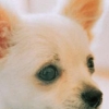 Nintendogs: Chihuahua & Friends artwork