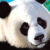 National Geographic Panda (XSX) game cover art