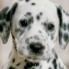Nintendogs: Dalmatian & Friends (XSX) game cover art
