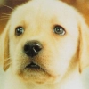 Nintendogs: Lab & Friends (XSX) game cover art