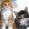Purr Pals (XSX) game cover art