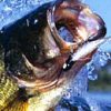 Professional Fisherman's Tour: Northern Hemisphere artwork