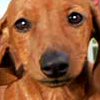 Petz: Dogz 2 (XSX) game cover art