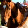 Petz: Horsez 2 (XSX) game cover art