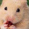 Petz: Hamsterz 2 (XSX) game cover art
