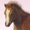 Pony Luv artwork