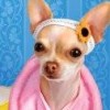 Paws & Claws: Pampered Pets (XSX) game cover art