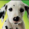 Pet Adoption Center (XSX) game cover art
