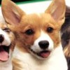 Puppy Palace (XSX) game cover art