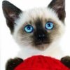 Petz Catz artwork