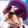 Petz: Dogz Fashion (XSX) game cover art