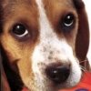 Casual Series 2980: Petz Dogz artwork