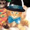 Petz Fashion: Dogz & Catz (XSX) game cover art
