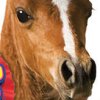 Petz: Horseshoe Ranch (XSX) game cover art