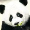 Petz: My Baby Panda (XSX) game cover art