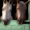 Pony Friends 2 (XSX) game cover art