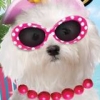 Paws & Claws: Pampered Pets 2 (XSX) game cover art