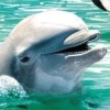 Petz Wild Animals: Dolphinz (XSX) game cover art