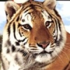 Petz Wild Animals: Tigerz (XSX) game cover art