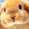 Petz: Bunnyz Bunch (XSX) game cover art