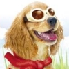 Petz: Dogz Superstar (XSX) game cover art