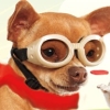 Petz: Dogz Talent Show (XSX) game cover art