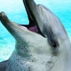 Petz: Dolphinz Encounter (XSX) game cover art