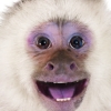 Casual Series 2980: Petz Monkeyz artwork