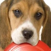 Petz: My Puppy Family (XSX) game cover art