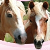 Pony Friends: Mini Breeds Edition (XSX) game cover art