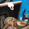 Treasure Master (XSX) game cover art