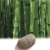 Zenses Rainforest artwork
