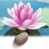Zenses Zen Garden (XSX) game cover art
