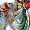 Rapala Pro Bass Fishing (XSX) game cover art