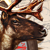Cabela's Alaskan Adventures artwork