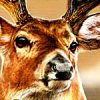 Cabela's Trophy Bucks (XSX) game cover art