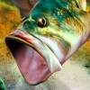 SEGA Bass Fishing (XSX) game cover art