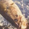 Zebco Fishing artwork