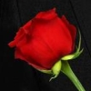 The Bachelor artwork