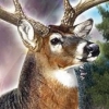 Bass Pro Shops: The Hunt - Trophy Showdown (XSX) game cover art