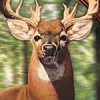 Buck Fever (XSX) game cover art