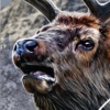 Cabela's Big Game Hunter 2010 (XSX) game cover art
