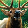 Cabela's Big Game Hunter 2012 (XSX) game cover art