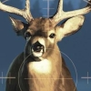 Cabela's Hunting Expeditions (XSX) game cover art