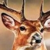 Cabela's Trophy Bucks (XSX) game cover art