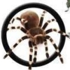 Clever Kids: Creepy Crawlies (XSX) game cover art