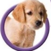 Clever Kids: Pet Store (XSX) game cover art