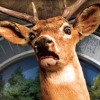 Deer Drive Legends (Wii) artwork